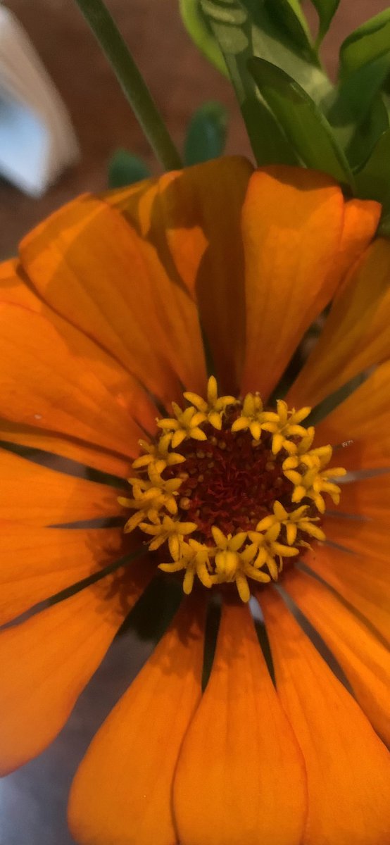 Mis Zinnias..familias de lo Girasoles