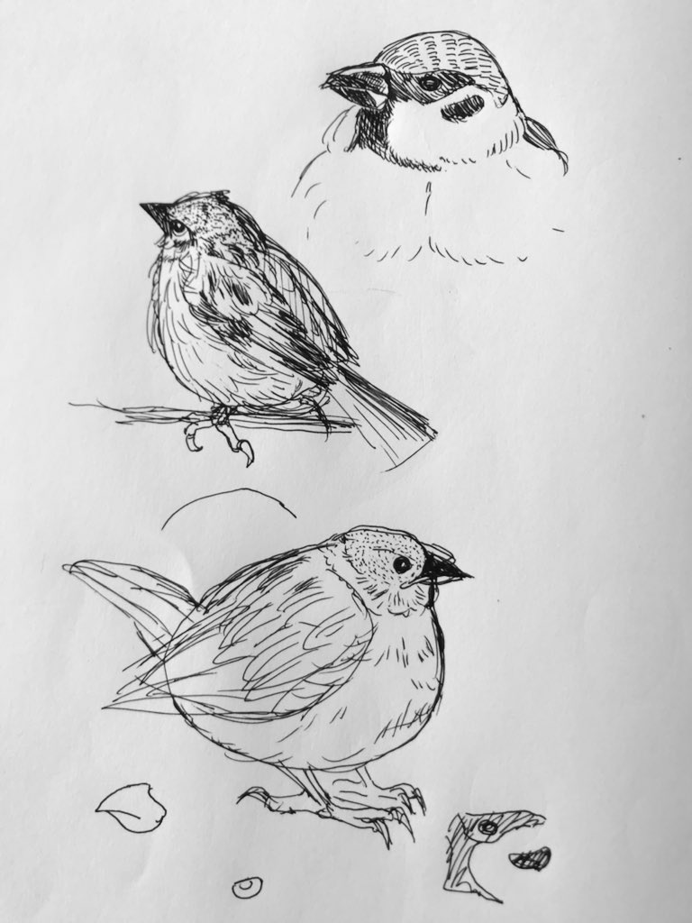 雀の模写?カラスより雀のが特徴捉えるの難しい 