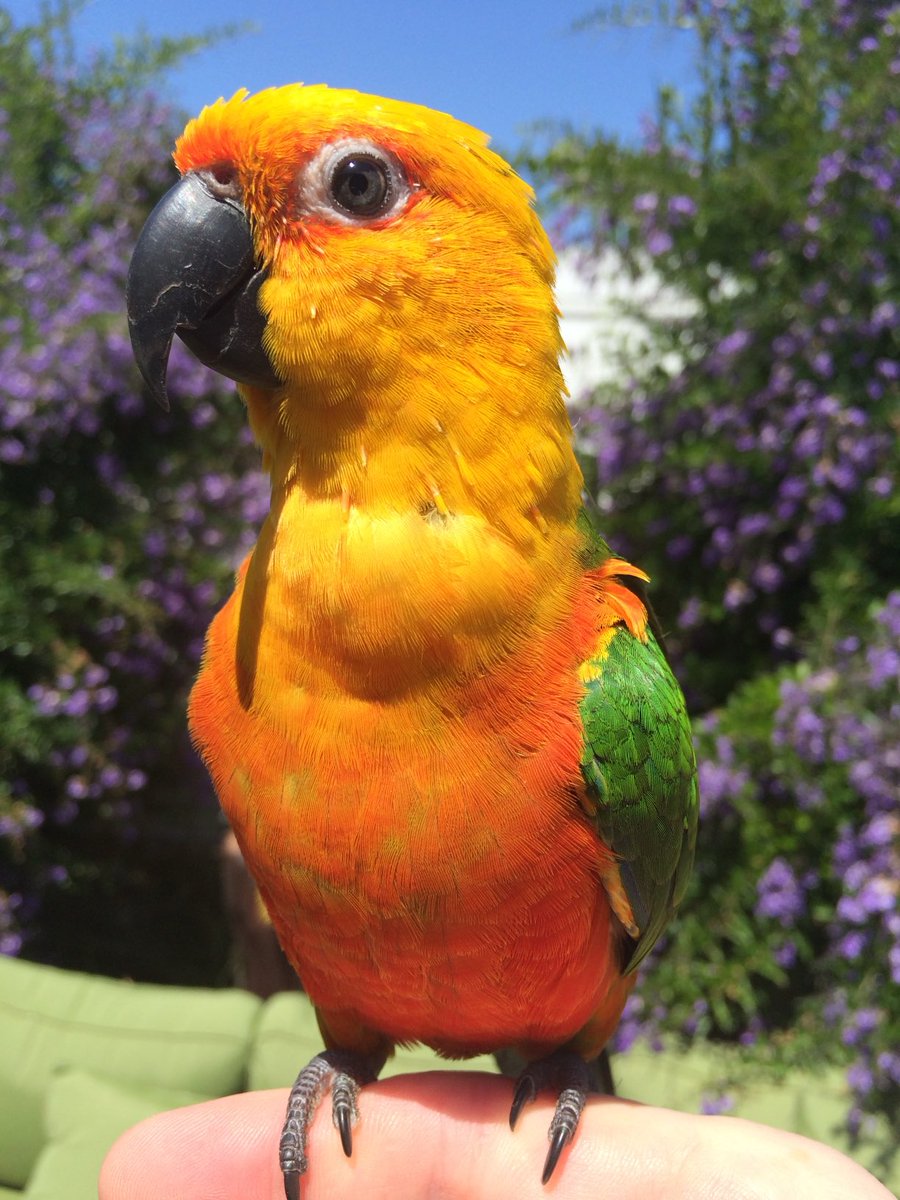 Grimm Creator Stephen Carpenter tweet media