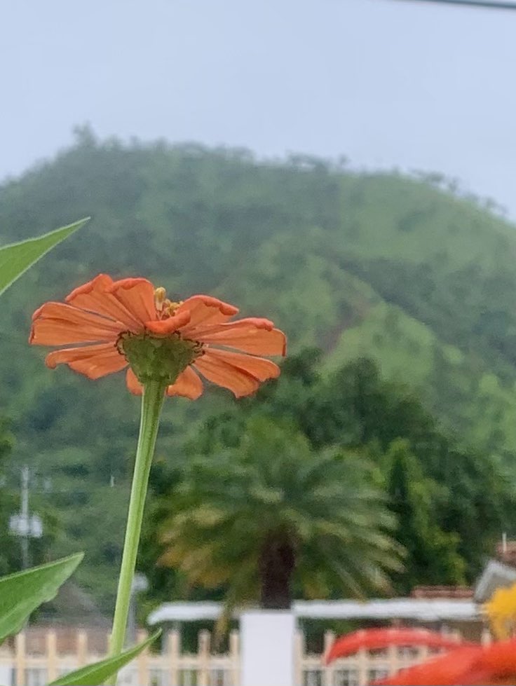 Mis Zinnias y El Empalao en Cagua !
