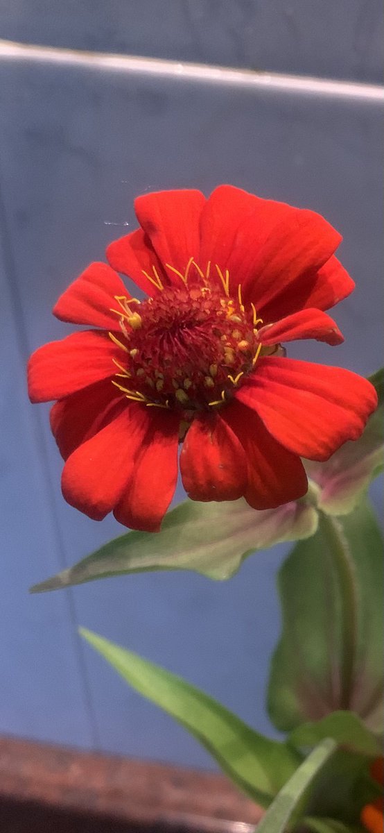 Zinnias