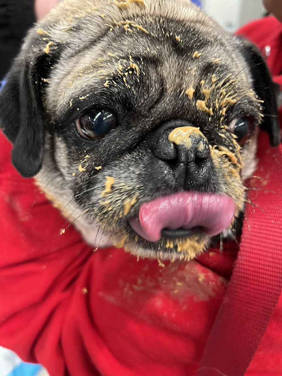 Codeyeah's tweet image. My brother’s pug, Rum Raisin, needed a shot so the vet distracted her with peanut butter #FWMCMorning