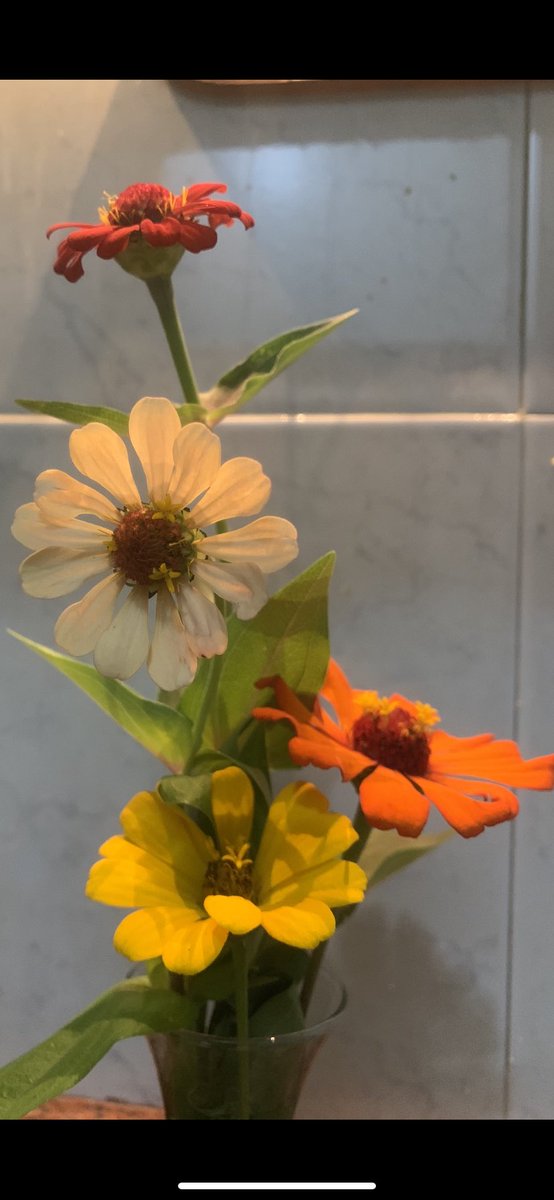 Zula Torres (@zulatorres11) on Twitter photo 