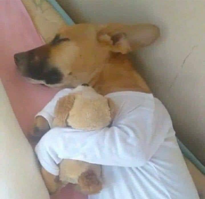 Dilo con perritos tweet media
