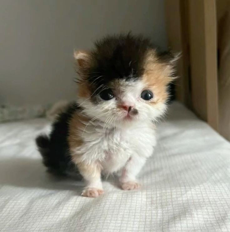 ideia  de  date:  voce   me  dá  12  facadas  i  eu  MORRO