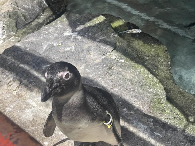 ペンギンも近いなあ 
