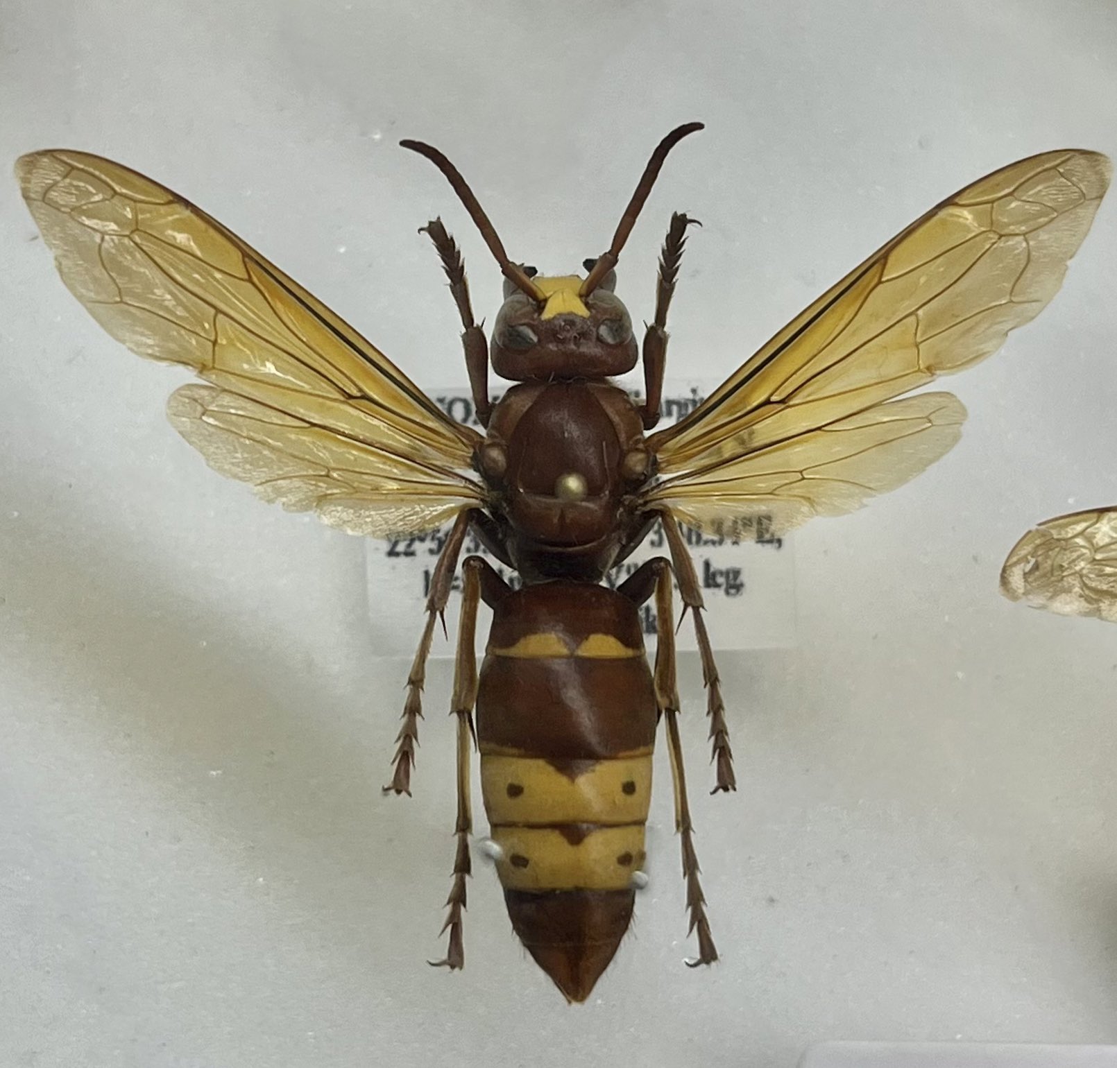 美麗　ツチバチ　ペア　ペレン島　標本 美麗 ツチバチ ペア ペレン島 標本 2025年最新】ハチの人気