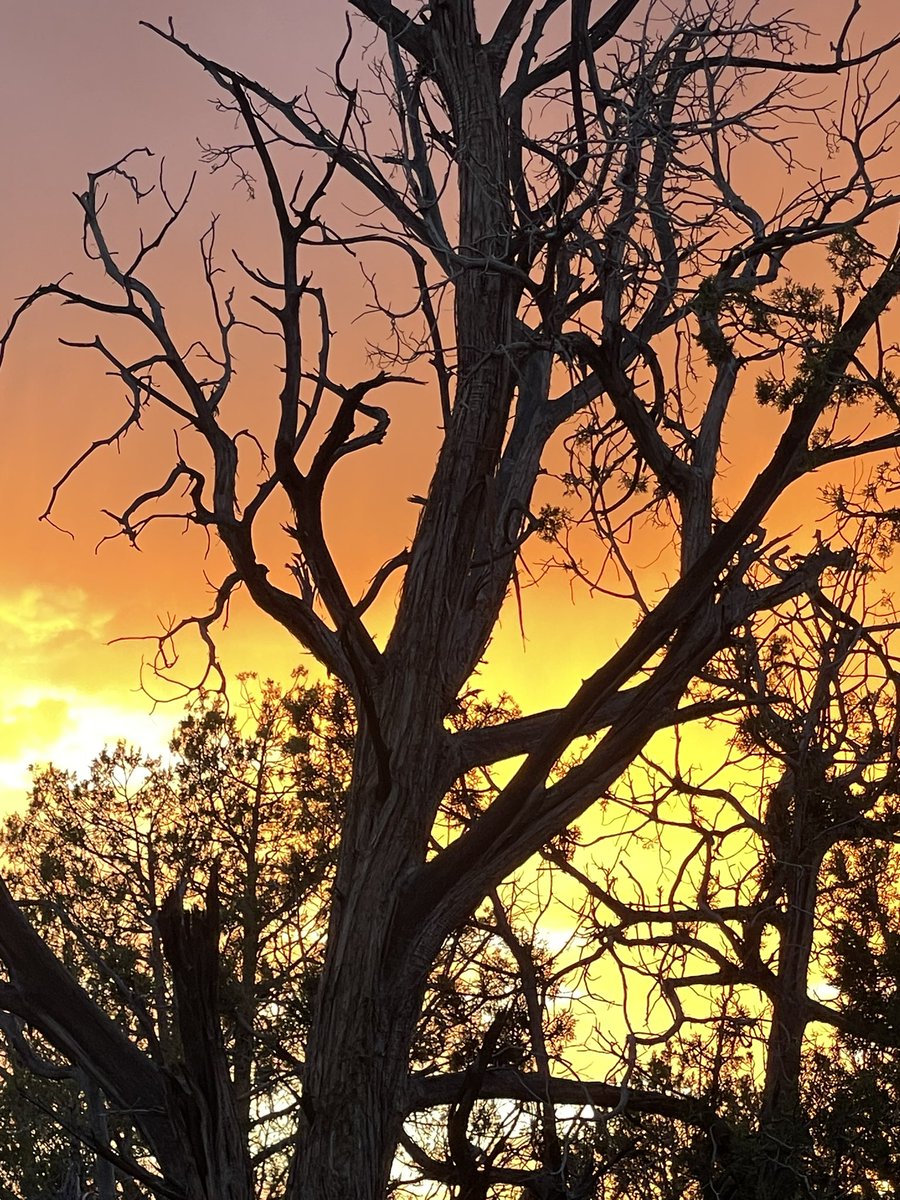 KittnCommander's tweet photo. Sun setting behind one of the old juniper trees at the cabin @GlockXmm #ashforkaz #junipertrees #arizonasunset https://t.co/P0Kpc8OXAx