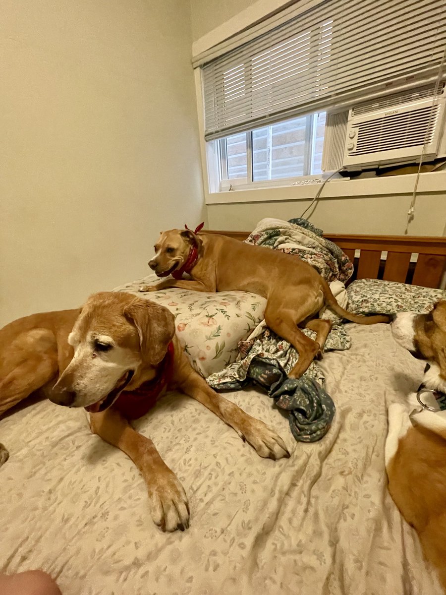 GerardMuttler's tweet photo. Trapped on a dog bed on top of a king sized human bed. Normally I could have crushed the last leg of this summit. Climate change is out of control #stuck https://t.co/LkDH0gV9ZJ