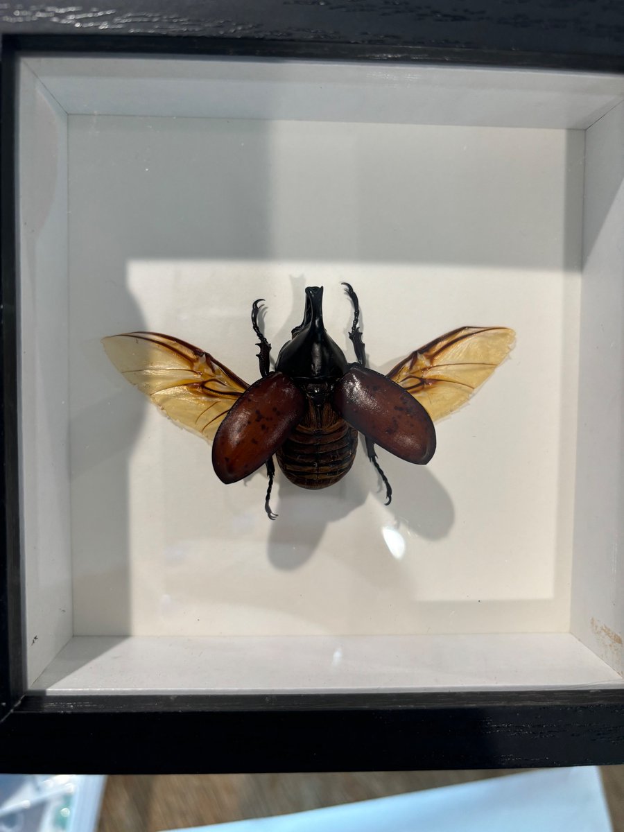 IsopPhe's tweet photo. Some more bug pinning!!!
#moth #bug #insect #nature #popular #art #beetle #bugpinning #fyp #smallcreator https://t.co/ENvRZihSXi