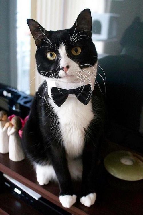 LSzafryk81157's tweet photo. #POSEIDON is the official Binance Cat!
Multi Trending at launch
Applied for CoinGecko and CoinMarketCap
Website: https://t.co/KIWempkp68
Pancakeswap: https://t.co/TShtAhlBUm
88CINP

#AVAX #eth #INJ #Omnichain https://t.co/9pLI273lEW