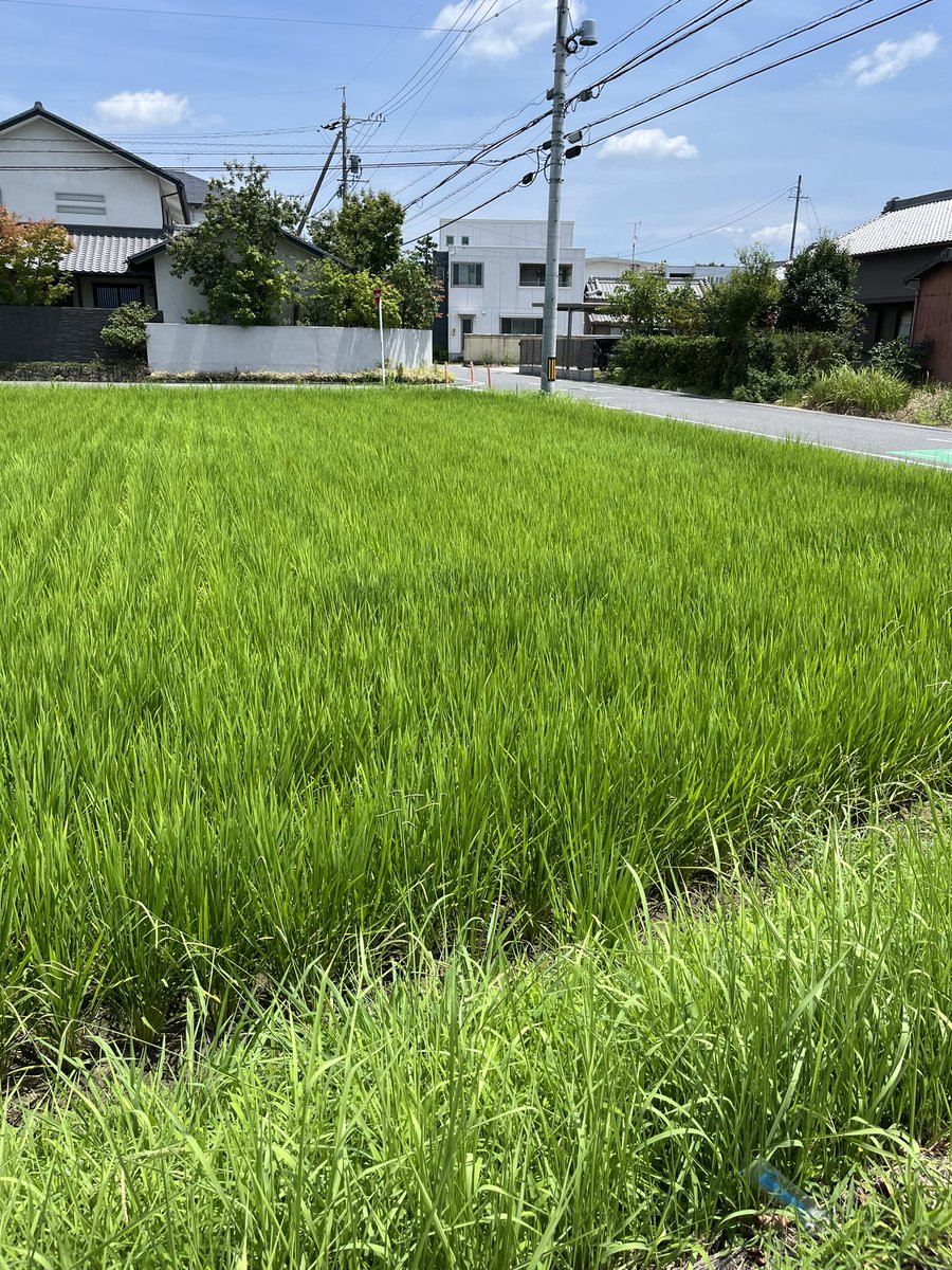 123816's tweet photo. 今日もコロチキ西野のYouTube見てモチベ保って、散歩してきたけど暑さ死人出るレベル https://t.co/NyKJHYmUFv