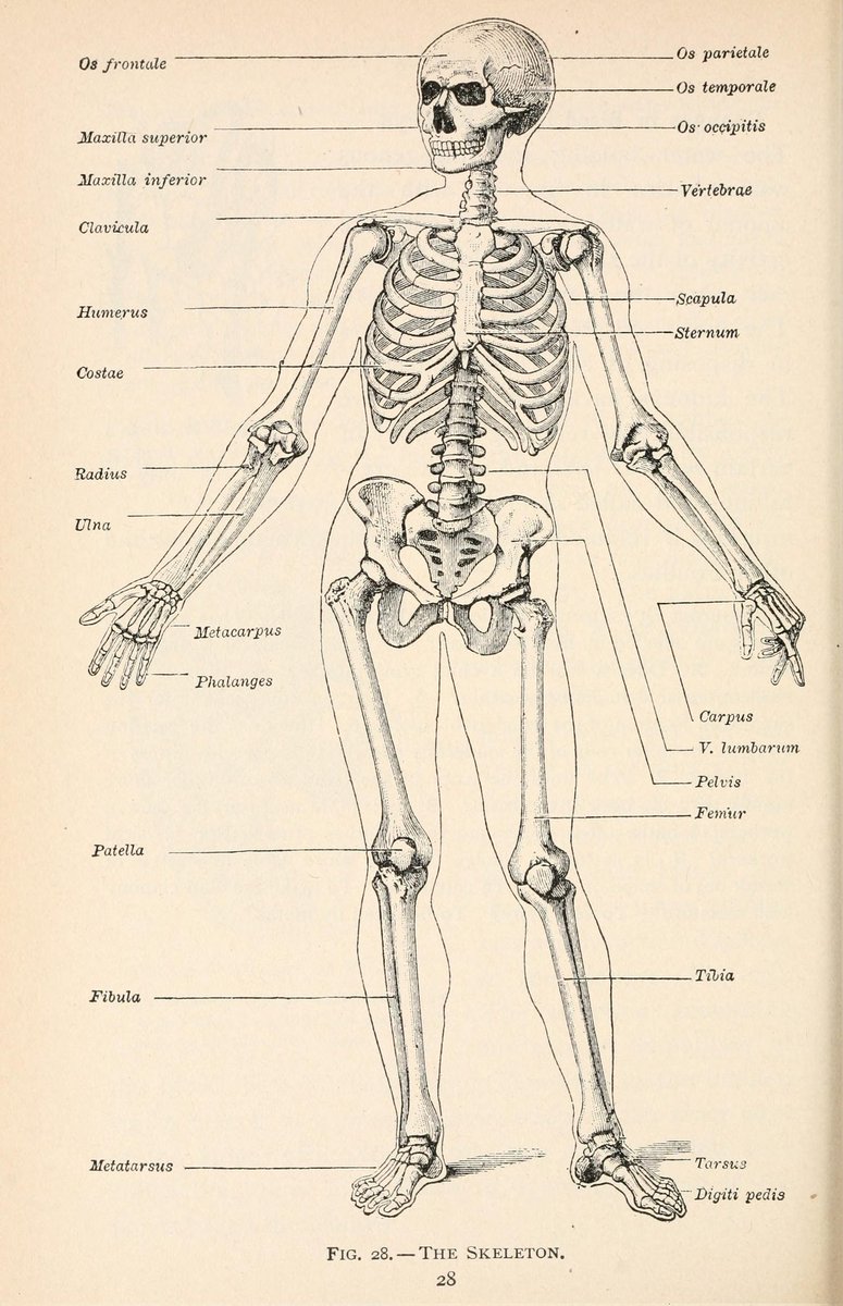 ShaktiVerm74656's tweet photo. Human Skeleton system.........
#Temptationisland #لبنان 
#لبنان
#Leak #BINI #RuturajGaikwad #WeLoveYouBINI #DeadpoolAndWolverine #SaveBangladeshiStudents #Beckysangels # https://t.co/ltX8tqL1NI