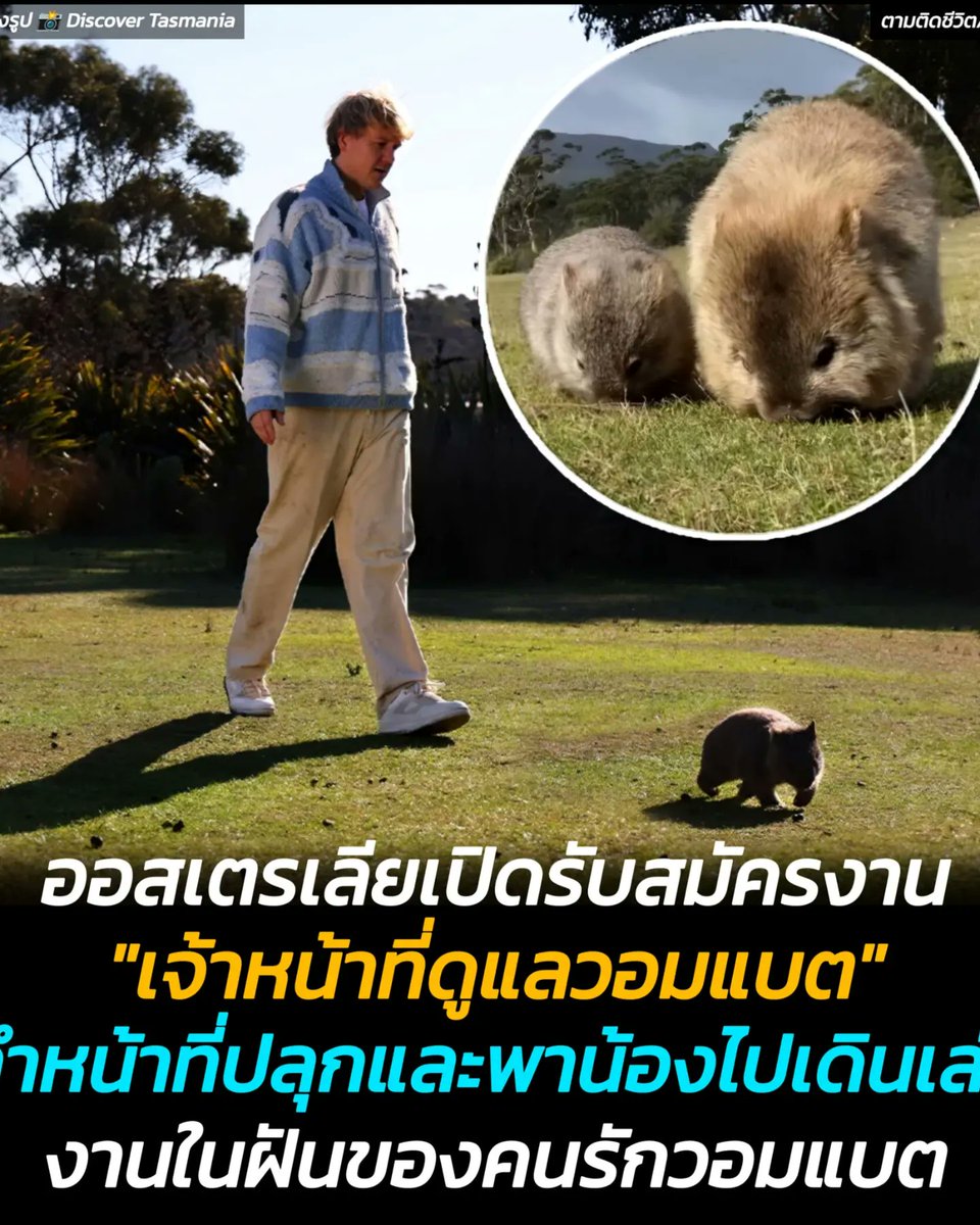 AnimalFW_TH's tweet photo. รัฐแทสเมเนียเปิดรับสมัครเจ้าหน้าที่ดูแลวอมแบต โดยทำหน้าที่ปลุกน้องในตอนเช้า และพาน้องเดินเล่นเพื่อออกกำลังกาย คนรักวอมแบทต้องถูกใจสิ่งนี้ 😂😂😂

ฤดูหนาวในรัฐแทสเมเนียของออสเตรเลีย เริ่มตั้งแต่เดือนพฤษภาคมถึงเดือนสิงหาคมของทุกปี โดยมีอุณหภูมิอยู่ระหว่าง 3 ถึง 11 องศาเซลเซียส อากาศที่หนาวเย็นทำให้จำนวนนักท่องเที่ยวลดลง 

เพื่อส่งเสริมการท่องเที่ยว สำนักงานการท่องเที่ยวของรัฐแทสเมเนีย จึงได้เปิดตัวโครงการจ้างงานที่น่าสนใจหลายตำแหน่ง โดยเฉพาะอย่างยิ่งตำแหน่ง "ผู้ปลุกและพาวอมแบทไปเดินเล่น" ที่ได้รับความสนใจเป็นพิเศษ ผู้ที่ได้รับการว่าจ้างในตำแหน่งนี้จะต้องทำหน้าที่ปลุกวอมแบทในตอนเช้าและพาพวกมันออกไปเดินเล่นข้างนอก 

วอมแบตเป็นสัตว์มีกระเป๋าหน้าท้องที่มีถิ่นกำเนิดในออสเตรเลีย ซึ่งในช่วงฤดูหนาวพวกน้องมักจะไม่ค่อยออกกำลังกายและชอบนอนหลับ สำนักงานการท่องเที่ยวระบุว่า วอมแบตอาจหลงทางหรือเสียสมาธิได้ง่ายเมื่อออกไปเดินเล่น ดังนั้นจึงต้องมีคนคอยดูแลเป็นพิเศษ

สำนักงานการท่องเที่ยวของรัฐแทสเมเนียยังเตือนด้วยว่า เพื่อเป็นการปกป้องวอมแบต ปัจจุบันมีมาตรการควบคุมที่เข้มงวดสำหรับนักท่องเที่ยว โดยห้ามมิให้นักท่องเที่ยวสัมผัสหรือเข้าใกล้วอมแบตโดยพลการ แม้แต่ผู้ที่ได้รับการว่าจ้างให้เป็น "ผู้ปลุกและพาวอมแบทไปเดินเล่น" ก็สามารถสัมผัสกับวอมแบตได้เฉพาะในช่วงเวลาทำงานเท่านั้น ในเวลาอื่นๆ ก็จะเหมือนกับนักท่องเที่ยวทั่วไปที่ห้ามเข้าใกล้

ตำแหน่งงานที่น่าสนใจเหล่านี้เปิดรับสมัครเฉพาะผู้ที่มีถิ่นอาศัยอยู่ในออสเตรเลียที่เป็นผู้ใหญ่เท่านั้น แม้ว่าตำแหน่งเหล่านี้จะไม่มีค่าตอบแทน แต่ผู้ที่ได้รับการคัดเลือกจะได้รับค่าเดินทางและค่าที่พักฟรี โดยสำนักงานการท่องเที่ยวจะเป็นผู้รับผิดชอบค่าใช้จ่ายทั้งหมด สำนักงานการท่องเที่ยวของรัฐแทสเมเนียหวังว่า "ตำแหน่งงานที่น่าสนใจเหล่านี้จะสามารถดึงดูดนักท่องเที่ยวให้มาเยือนและเพิ่มความนิยมในการท่องเที่ยวในท้องถิ่นได้"

แอดเพาว่าคงจะถูกใจเหล่าผู้รักวอมแบตไม่น้อยเลยทีเดียว 🥰🥰🥰

เรียบเรียง 🖋️ แอดเพา
ที่มาของรูป 📸 IG : Discover Tasmania