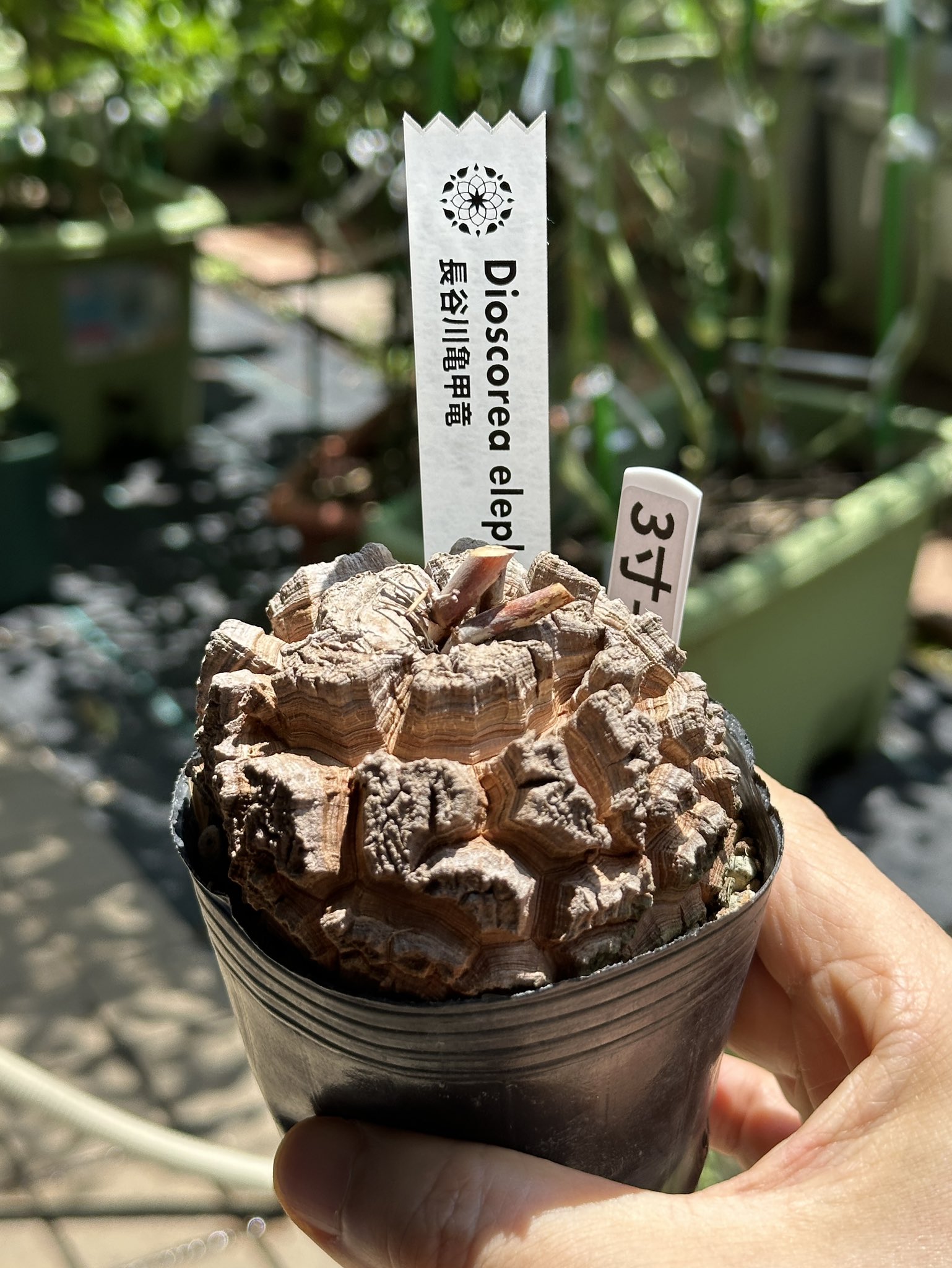 OZWRT はせがわナーセリー　亀甲龍　ゴールド 亀甲竜 長谷川ナーセリー - メルカリ