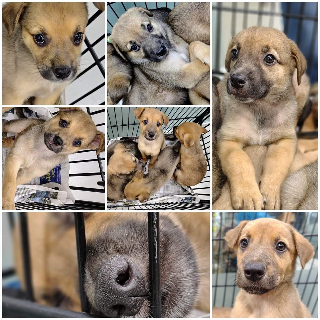 Últimas oportunidades para estos cachorros de encontrar un hogar 
La persona que los rescató los regresará al ejido en Arteaga Coahuila donde los encontró 
Esterilizados y vacunados
Cambia su destino!  
DOMINGO PETCO GARZA SADA de 2 a 8
<a href="/AVISOSMTY/">AVISOSMTY</a> <a href="/aztecacomunidad/">#ComunidadAzteca</a> @DistritoTec