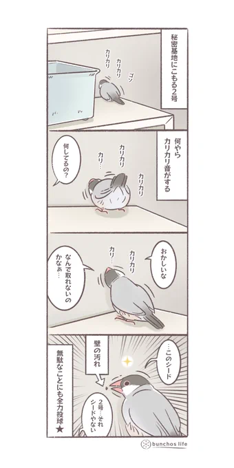 壁の汚れをシードと間違えてずっとカリカリしてた2号…何事にも全力投球のその姿勢見習いたいと思います
#文鳥 
#4コマ漫画 