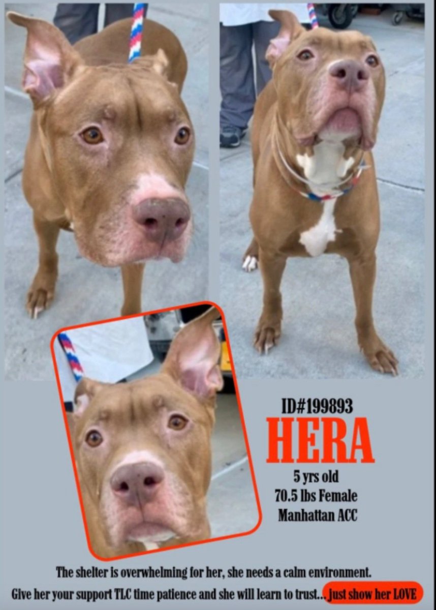 TAV4NYCACCDogs's tweet photo. Hera 199893 is still waiting for her hero to come take her out of #NYCACC
She is 5 yrs old
She survived pneumonia and is now on the #PriorityList
Please give this sweet girl a chance
#pledge #foster #adopt #RescueMe https://t.co/wnMqgNuWTC