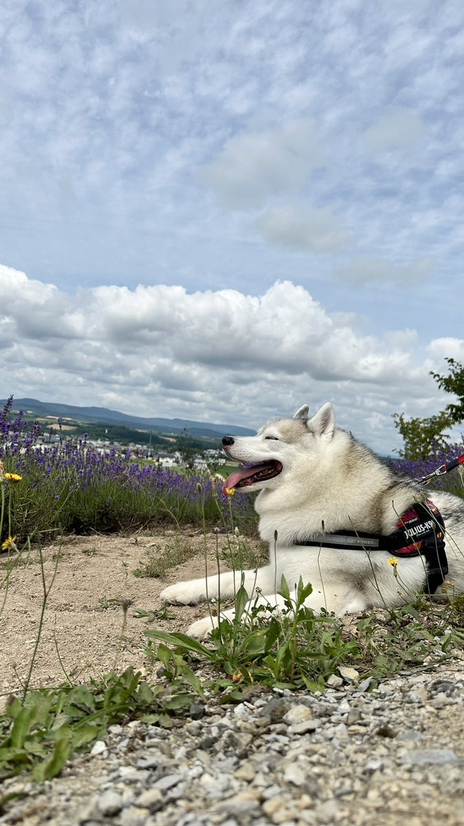 Husky_one1's tweet photo. 暑いー
ラベンダー見に来たどぉー🌱 https://t.co/8eYNOW6rFJ