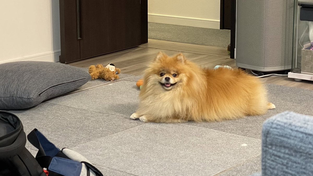 meimeidaisky's tweet photo. お出かけとシャンプーを堪能した後のマッタリタイムなめいめい
#pomeranian #ポメラニアン #ポメスタグラム #犬のいる暮らし #ポメラニアンが世界一可愛い #dog #博美狗 #松鼠狗 #ポメラニアン大好き #ポメラニアンのいる暮らし https://t.co/nju7U88WBx