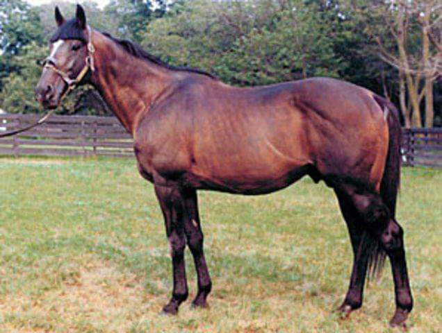 HORSERACING1002's tweet photo. Two half brothers
BOLD REASON🇺🇸 1968 (HAIL TO REASON - LALUN by DJEDDAH)#BoldReaaon 
NEVER BEND 🇺🇸1960
(NARSULLAH - LALUN BY DJEDDAH)
#NeverBend
One stood at @spendthriftfarm &amp; @claibornefarm https://t.co/voYeW9su6V