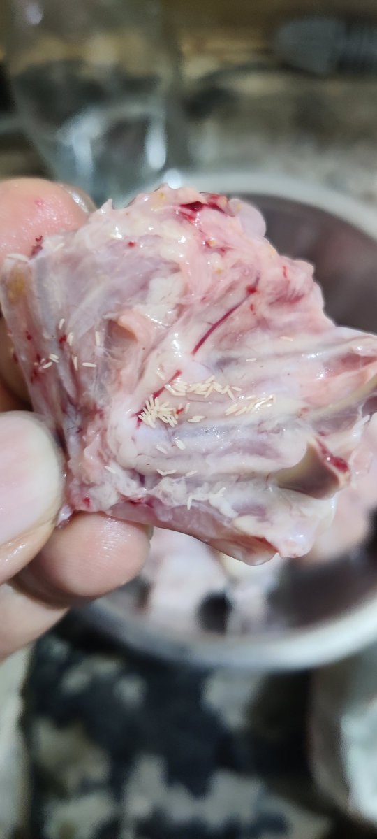 PrakashChikkam's tweet photo. @CountryChickenC @CountryChickenC has delivered spoiled chicken with insects in the pieces. Please be careful people who purchase from this shop. I have ordered online and they delivered from KPHB country chicken outlet https://t.co/bhWMVmB0br