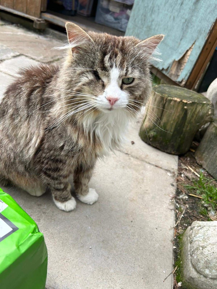 ShropsCatRescue's tweet photo. #FridayVibes ~ hello from Pip enjoying the fresh air & looks to be asking for his breakfast. πΉ #inthecompanyofcats #cats #friyaymorning #purrfectfelines #catsonX https://t.co/Cs8PRjHlet