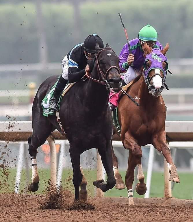 HORSERACING1002's tweet photo. SHARED BELIEF (CANDY RIDE) #SharedBelief 10 wins 🏆 12 starts. A G1 Stakes winner in 🇺🇸.  2013 champion 2yo Colt in  🇺🇸. https://t.co/asqXFcErR4