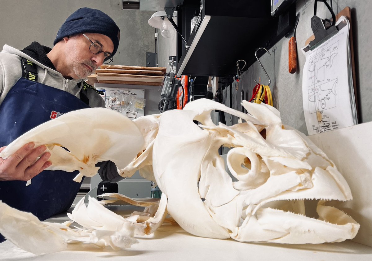 Elasmo-Morph tweet media