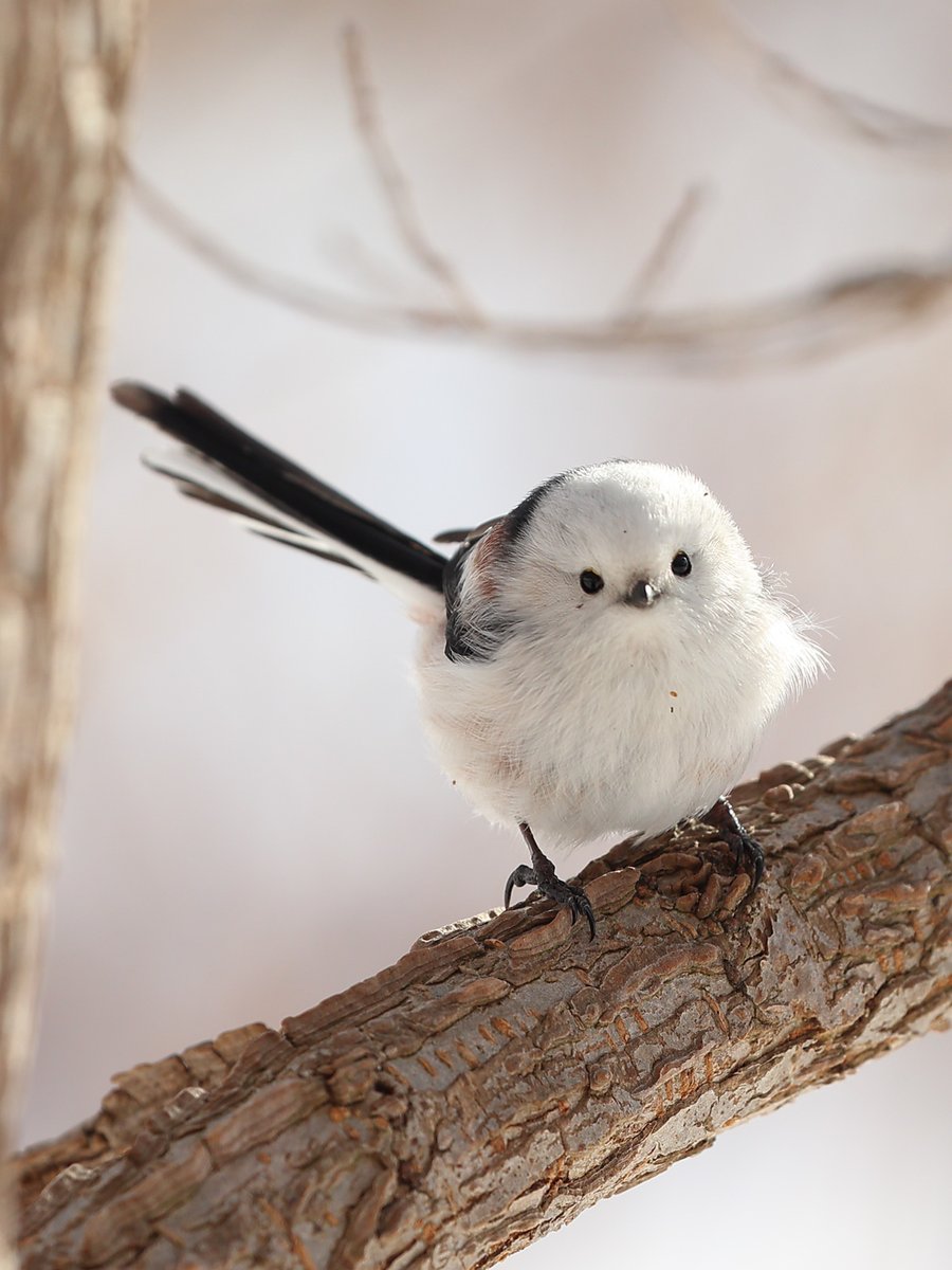 可愛いに全振りした鳥
