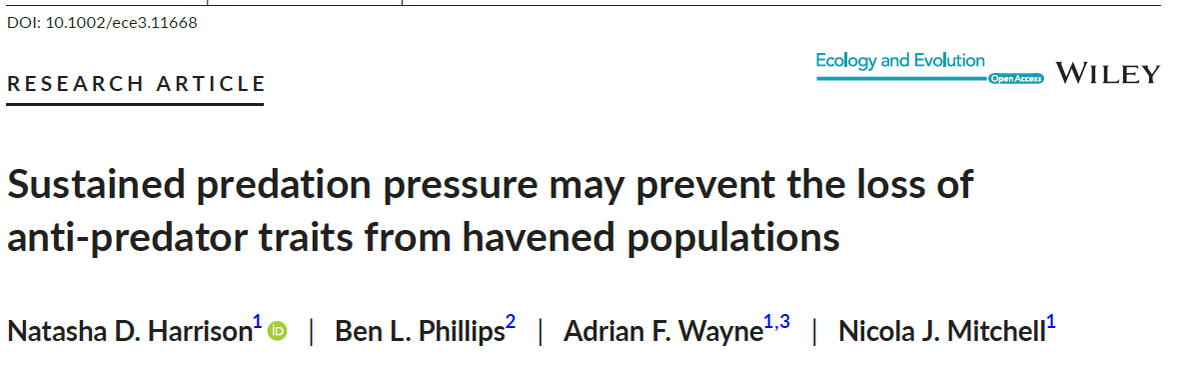 In a conservation haven free from invasive predators but containing chuditch, we were unable to detect any loss of anti-predator traits from the resident woylies! Could this be another tool for conservation managers? Read more here: doi.org/10.1002/ece3.1…