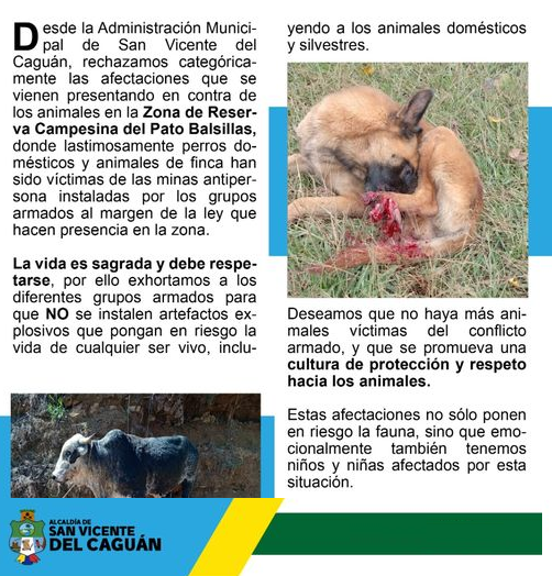 En San Vicente del Caguan, los animales están siendo víctimas de las minas antipersona 😢. 

Nos unimos al rechazo por la instalación de minas antipersonas, que están siendo diseminadas por grupos armados en la Zona de Reserva Campesina, en el municipio de San Vicente del Caguán.