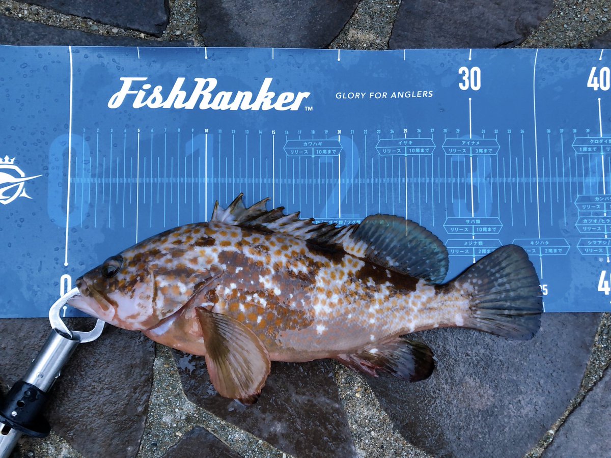 キジハタ、夜にデカいのバラしたけど、諦めずに朝まずめやってたらキーパー来ました〜😭😭😭✨✨ あと数時間、最後まで頑張ります🏃♀️💨✨ #釣り #釣り人 #釣り好き #釣り大会 #釣り初心者 #釣り女子 #釣り仲間 #釣りライフ #釣り糸 #釣り道具