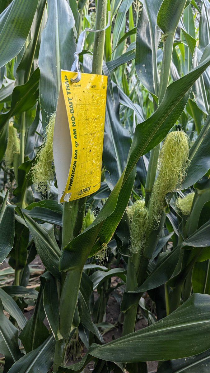 TravisRunge's tweet photo. Week 1 of rootworm traps @BayerTraits #Sweepstakes #bayertraits #rootwormwatch https://t.co/Sxm9weyRRF