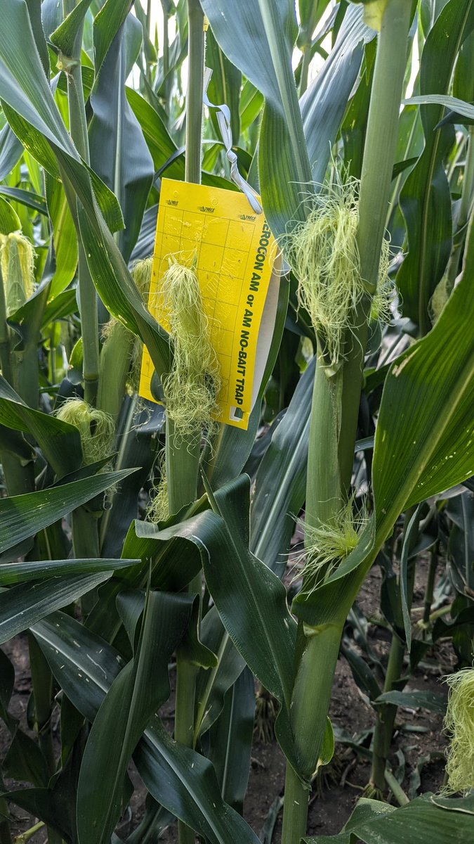 TravisRunge's tweet photo. Week 1 of rootworm traps @BayerTraits #Sweepstakes #bayertraits #rootwormwatch https://t.co/Sxm9weyRRF