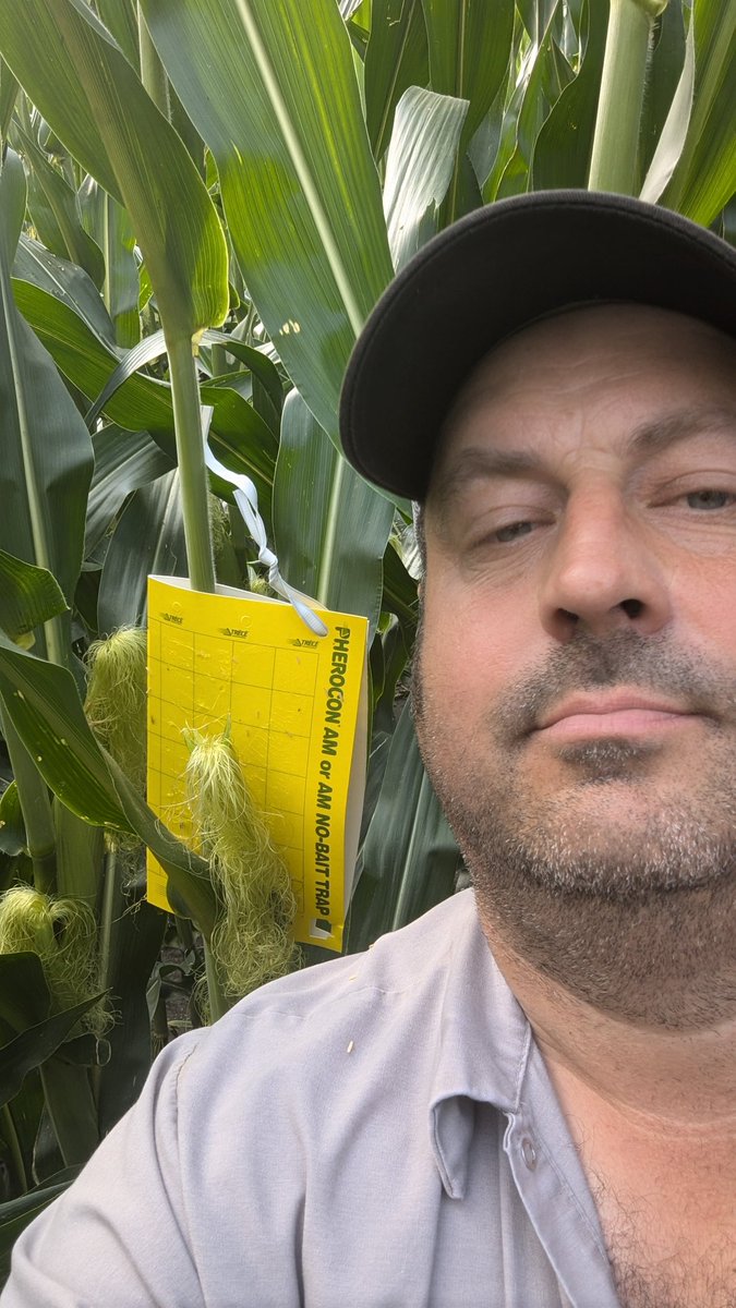 TravisRunge's tweet photo. Week 1 of rootworm traps @BayerTraits #Sweepstakes #bayertraits #rootwormwatch https://t.co/Sxm9weyRRF