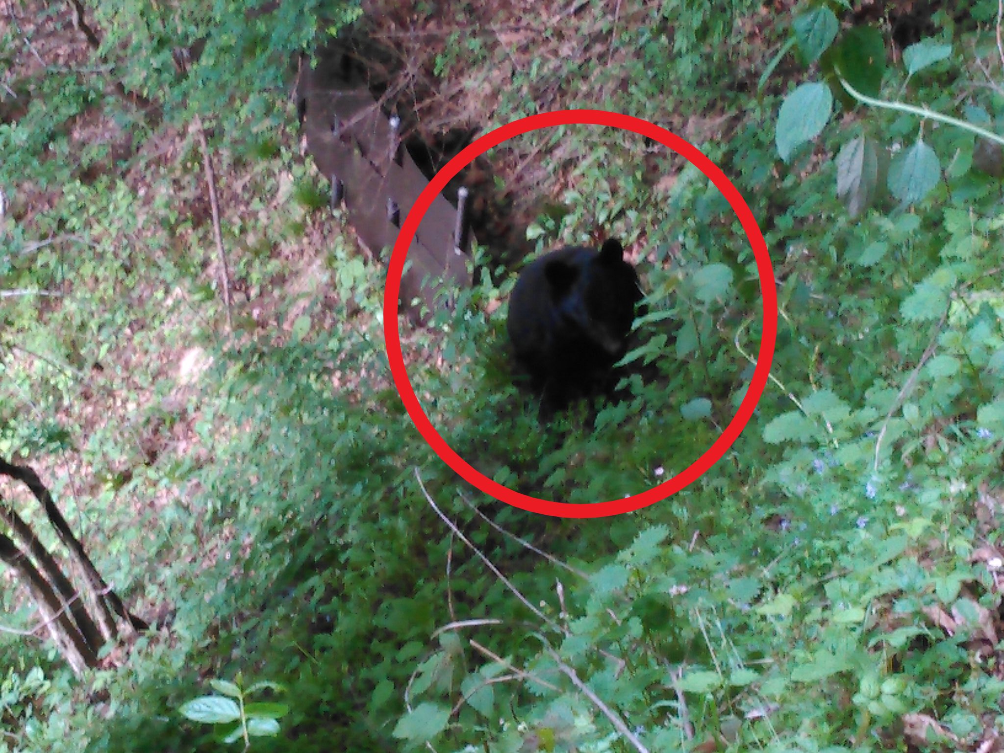 楽天市場】tomotake トモタケ 動物クッション 月の輪ぐま