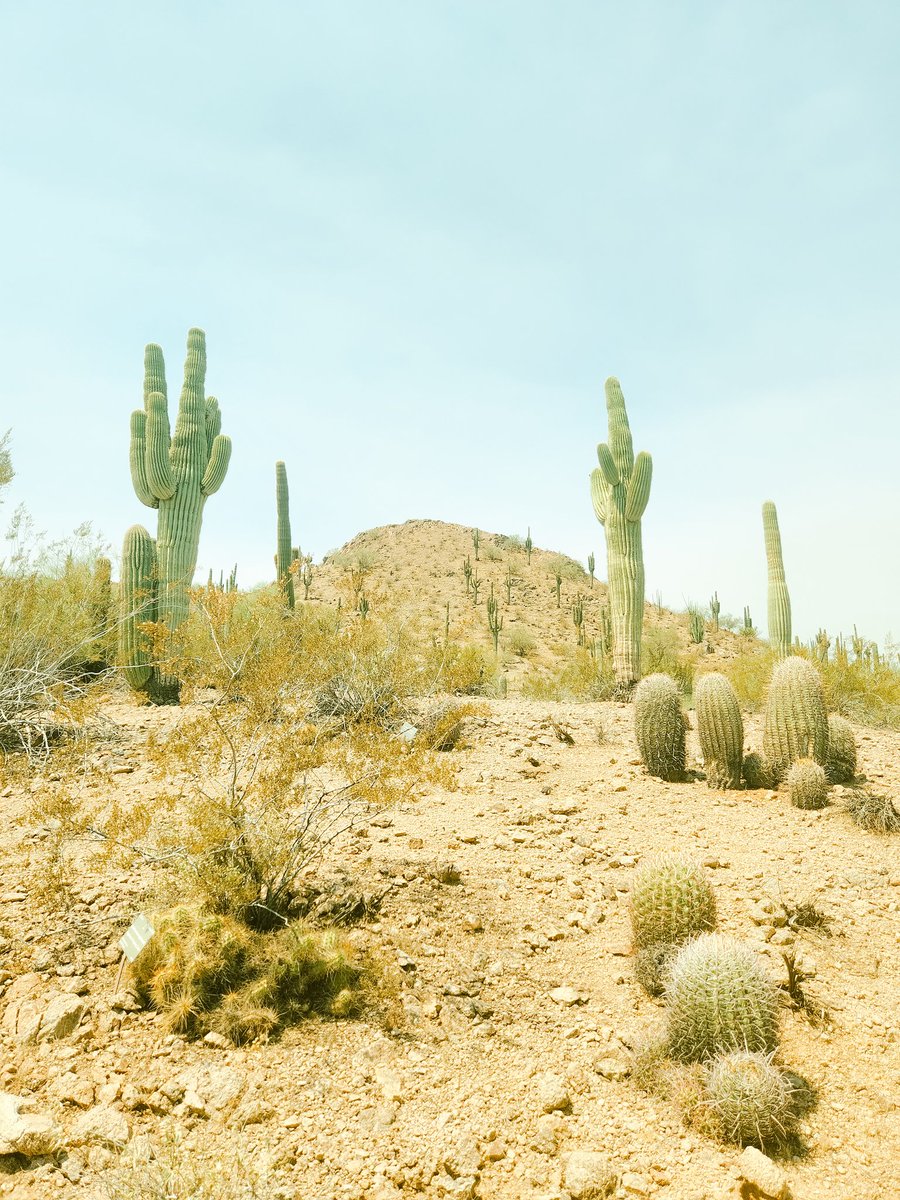 Some desert things 🌵