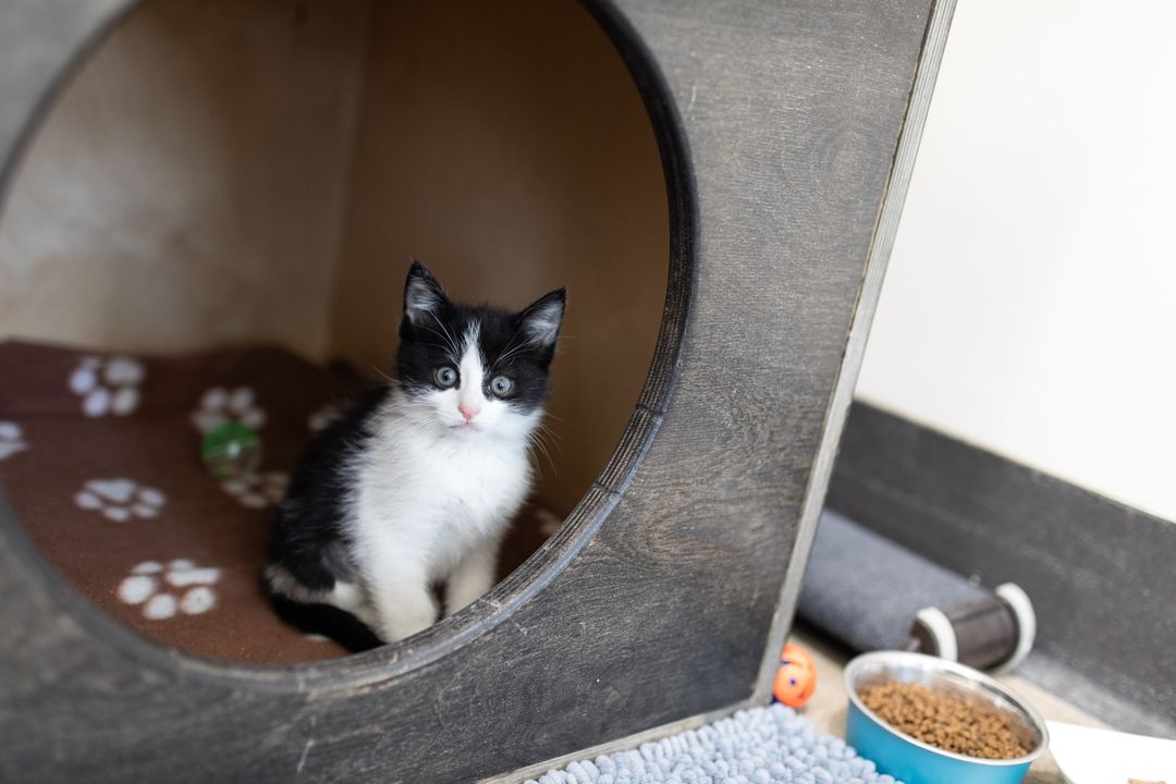 sfspca's tweet photo. Are you considering bringing home a shy or undersocialized kitten? 🐱 Learn how to build trust, create a safe environment, and ensure your new feline friend thrives with our guide on Adopting an Undersocialized Kitten 🐾 #SFSPCAprograms
👉 Read our guide: https://t.co/gWSEvCPm6k https://t.co/QwVgvJGAFJ
