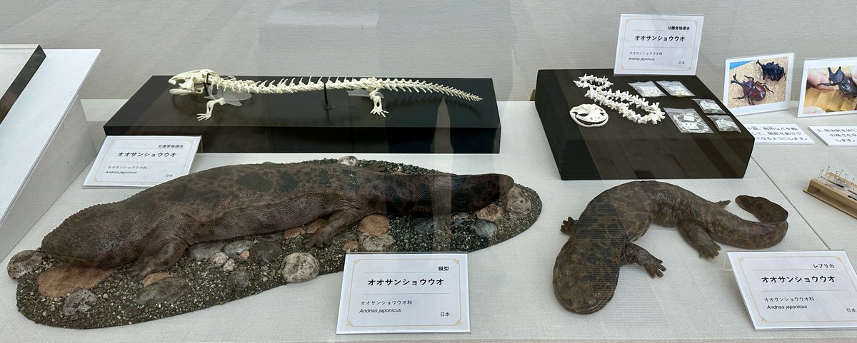 オオサンショウウオ のいろいろな標本／ 開催中の「#標本展」では