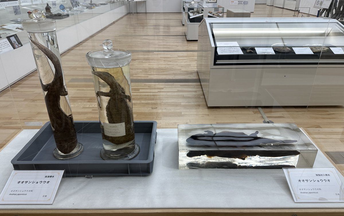 オオサンショウウオ のいろいろな標本／ 開催中の「#標本展」では