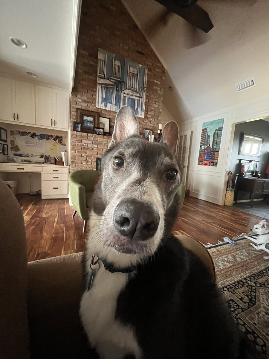 stevenk3000's tweet photo. The dog https://t.co/oJshEHH6jC