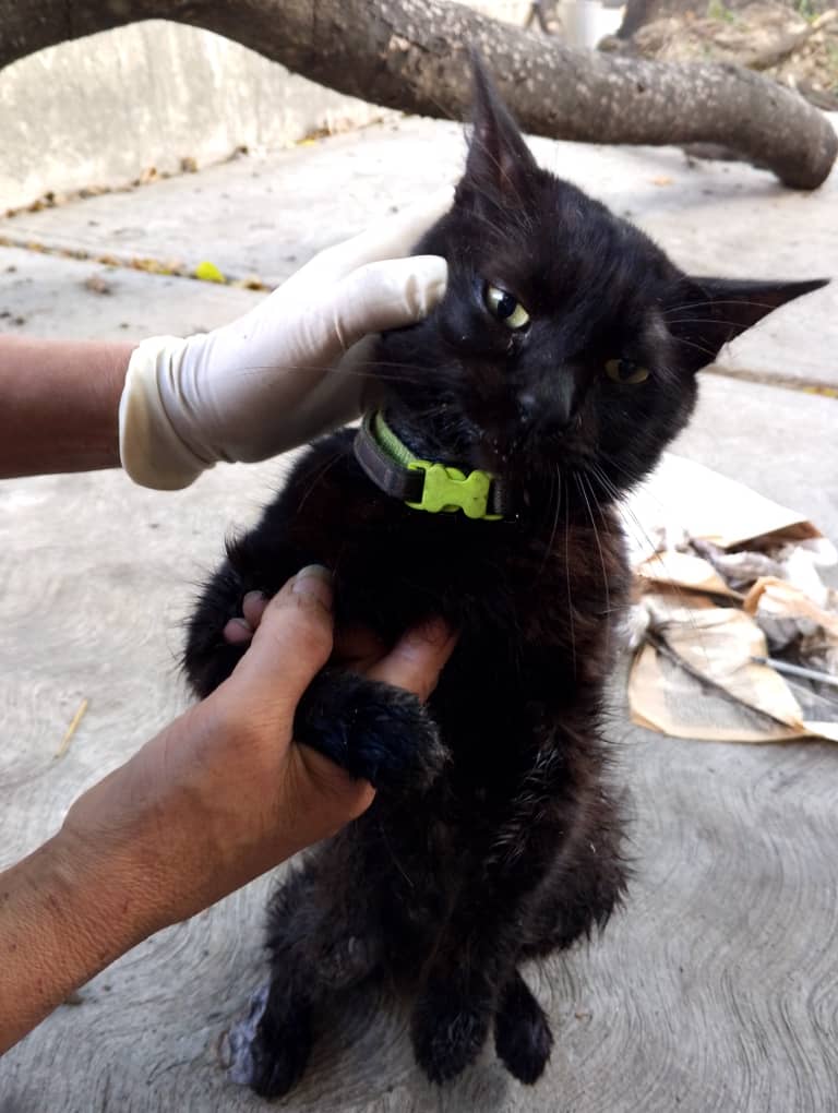 Difundo. Gatito encontrado en la av Páez frente a la farmacia farmacia bien. Debe estar perdido tiene collar esta muy triste y decaído. Publiquen para llegar a su familia. 0414-085-92-86