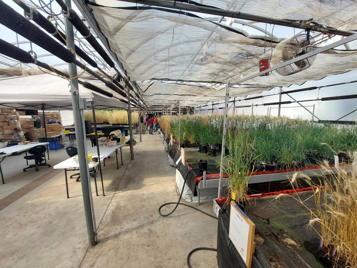 What a fun week with the #LCRC team in Saskatoon! Great to see our #pulsebreeding and #wheatbreeding programs set to deliver value with some exciting new varieties. #smashingplots