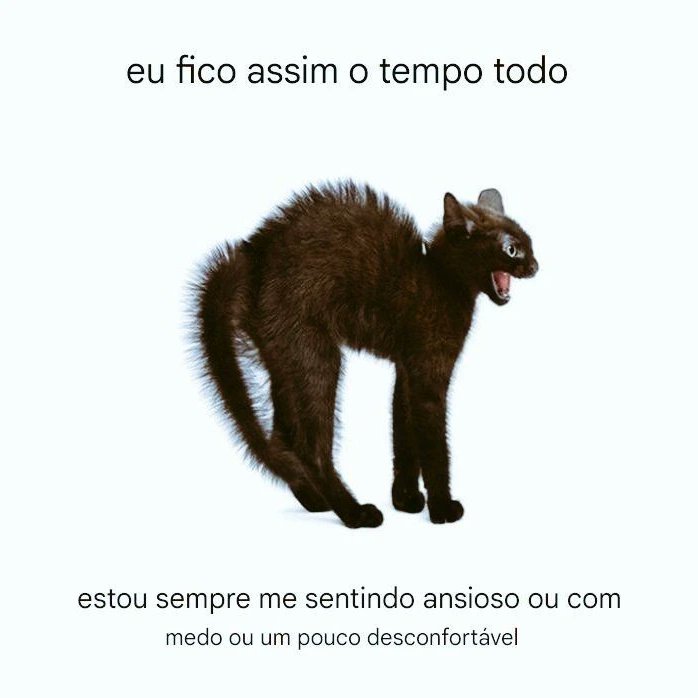 perfil dedicado a gatinhos e peitos tweet media