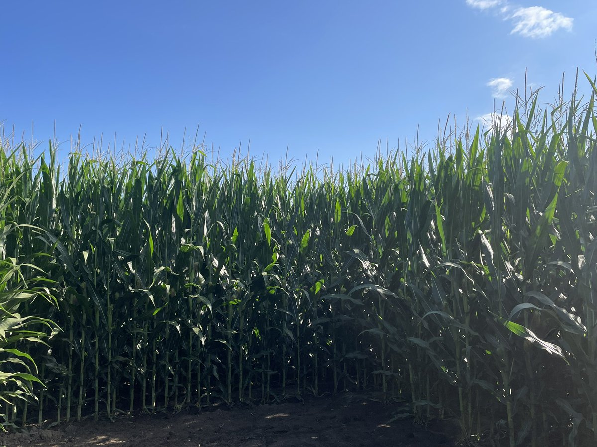 Irrigated G14B32-DV is coming for the yield crown here in Ohio! 👑 🌽