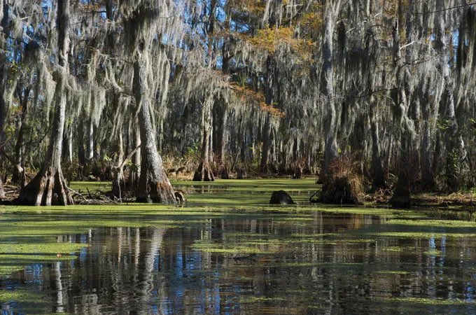 shenanigansmax's tweet photo. Not the trumpites calling us “The Swamp” 🙊

#RNC2024 #trumpites #theswamp #shrek https://t.co/CVJO2bFDYp