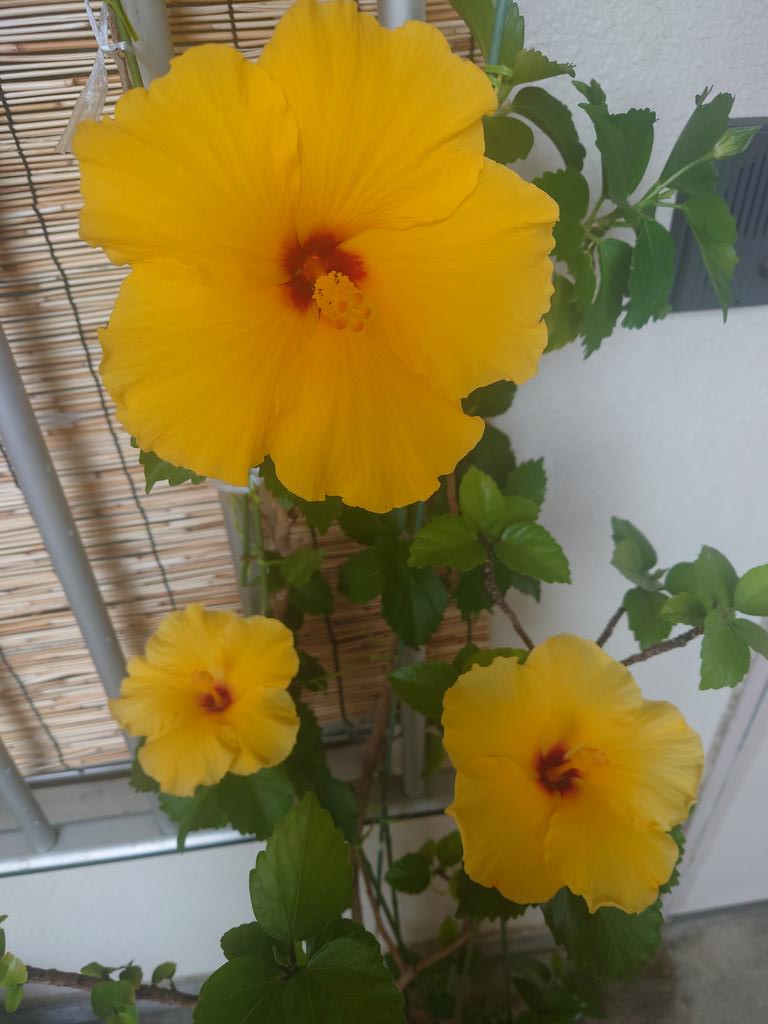 mikujas18's tweet photo. 🟡���

Neighborhood's plant. 

 #Flowers https://t.co/q01KIbI6L7