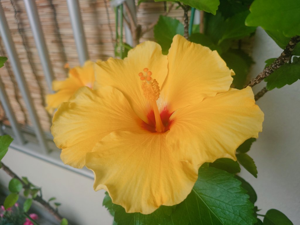 mikujas18's tweet photo. 🟡���

Neighborhood's plant. 

 #Flowers https://t.co/q01KIbI6L7