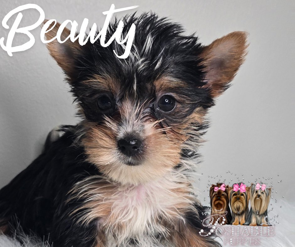 poshablepupschi's tweet photo. Chicago Yorkie puppies
https://t.co/gB5B6yPO3y #yorkiepuppy #yorkiepuppies #yorkiebreeder https://t.co/OxHFo7TnFh
